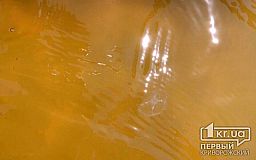 Чому у прісноводних водоймах Кривого Рогу з’явилися медузи