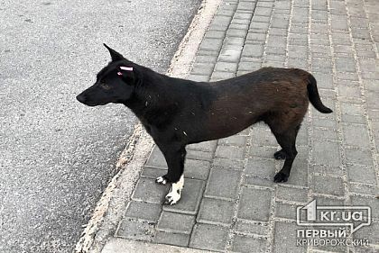 По делу криворожского полицейского, обвиняемого в жестоком обращении с животным, допрашивали потерпевшую