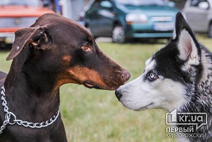 Криворожане могут прислать чиновникам предложения относительно Правил содержания домашних животных в городе