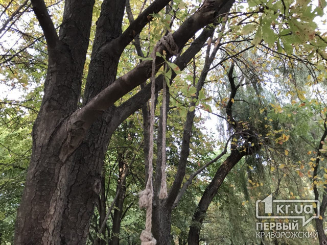 Мумифицированное тело человека обнаружено на дереве в балке