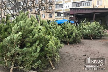В Кривом Роге более 50 мест официальной продажи новогодней хвои