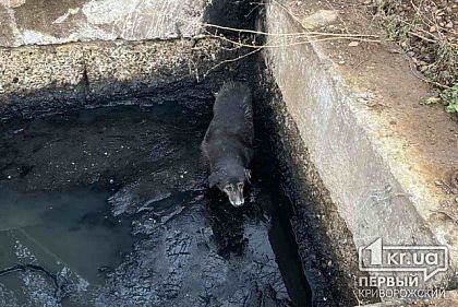 Пожарные спасли собаку, которая упала в колодец