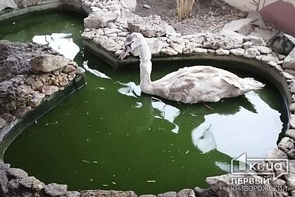 Пожарные спасли лебедя в Криворожском районе