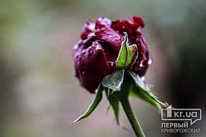 Кривой Рог в 2021 году хотят озеленить почти за 100 миллионов гривен