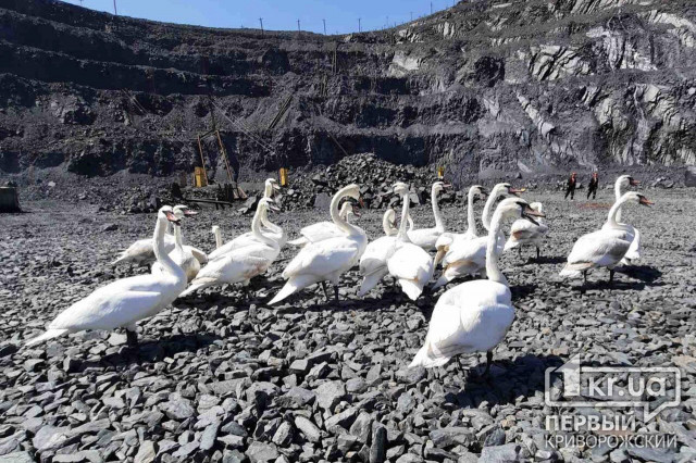 В криворожском карьере спасли 22 лебедей