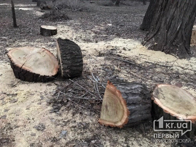 В Кривом Роге полицейские пресекли незаконную вырубку леса