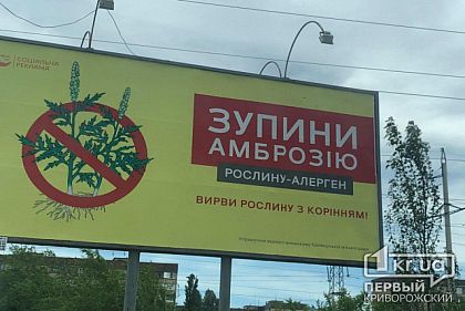 Чиновники предлагают криворожанам вырывать амброзию с корнями