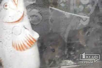 В многоквартирном доме завелись крысы из-за женщины, складирующей мусор, - криворожане