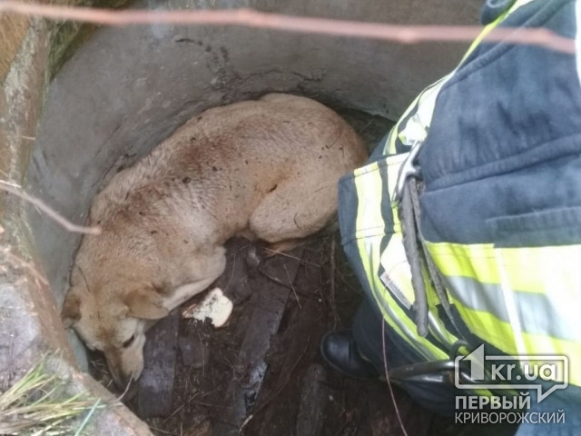 Криворожские спасатели помогли собаке выбраться из колодца