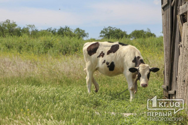 ДТП в Кривом Роге: корова врезалась в легковушку