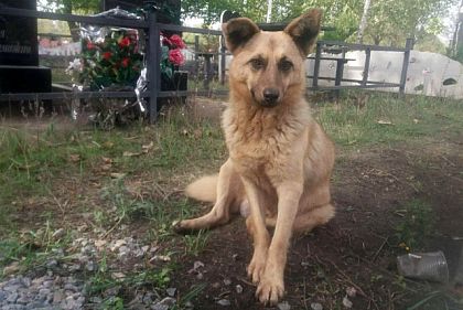 На криворожском кладбище пес живет на могиле умершего хозяина