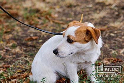 Заседание по делу обвиняемого в нападениях на криворожанок с собаками перенесли