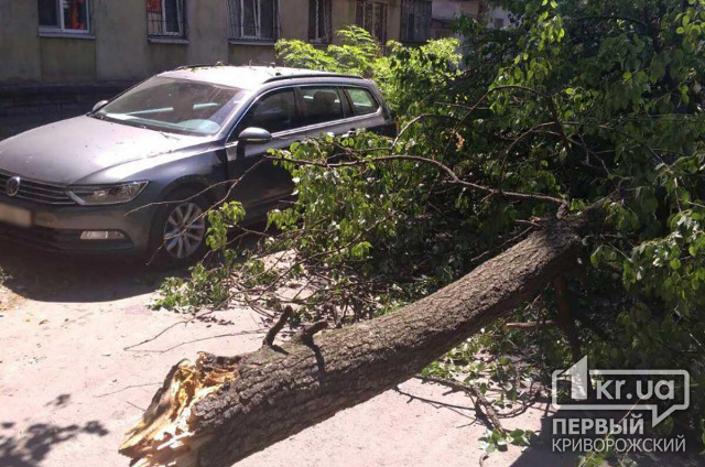 В Кривом Роге дерево рухнуло на Volkswagen Passat