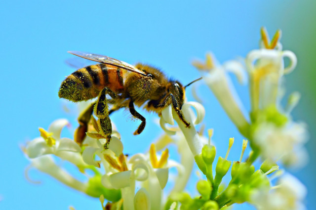 Советы от редакции «Первого Криворожского»: что делать, если укусила пчела