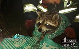 Пожарные спасли енота, застрявшего на дереве в Новомосковске