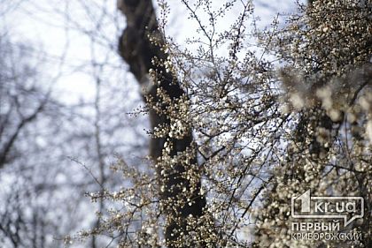 В одном из районов Кривого Рога возле школ и детсадов планируют омолодить и обрезать деревья
