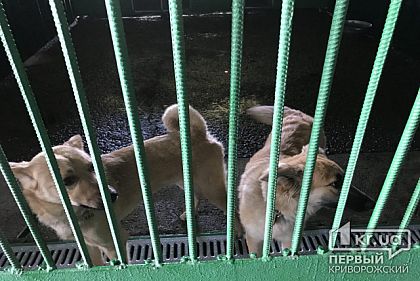 Для криворожского Центра обращения с животными разработают документацию по влиянию на окружающую среду