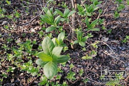 Чиновники планируют озеленить Кривой Рог на 2 миллиона 779 тысяч гривен