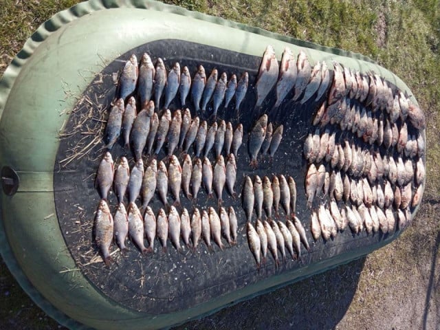 В Днепропетровской области у нарушителей за пару недель изъяли более 70 килограммов рыбы