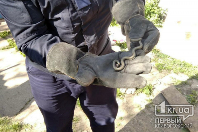 Пожарные поймали змею во дворе частного дома в Широковском районе