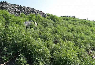 Главное фото новости