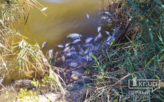 Массовая гибель рыбы в криворожском пруду беспокоит горожан