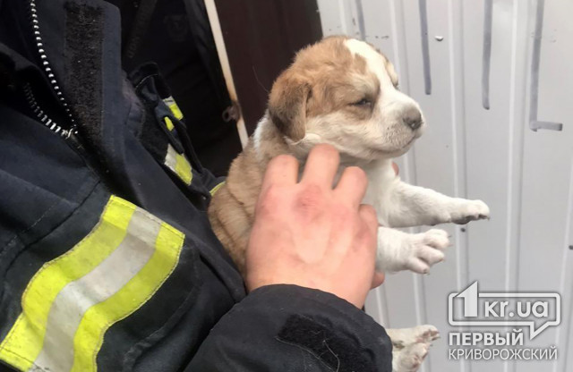 Криворожские пожарные спасли щенков, которые застряли под киоском