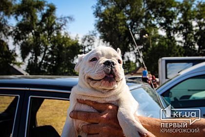 Сотни собак участвовали на выставке в Кривом Роге