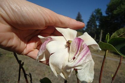 Из-за засухи в ботсаду Кривого Рога опять зацвела магнолия