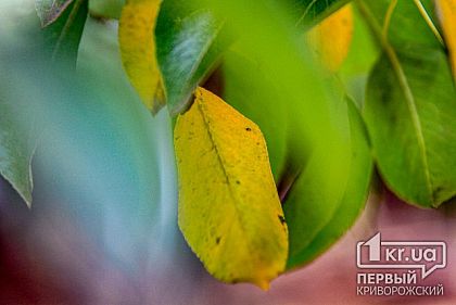 Из-за вторжения арктического воздуха в Украине резко похолодает, - прогноз погоды