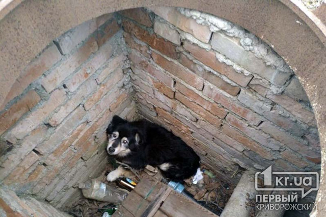 Криворожские пожарные спасли жизнь собаке, провалившейся в колодец