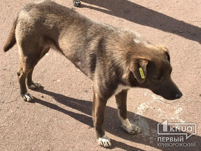 В Кривом Роге пожарные спасли собаку, которая застряла в заборе