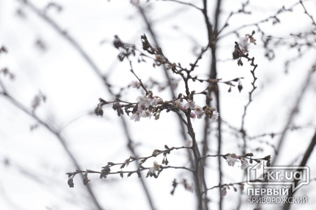 В январе массово цветут деревья в криворожском парке
