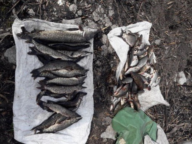 В 2019 году в Днепропетровской области у нарушителей изъяли более 800 кило рыбы
