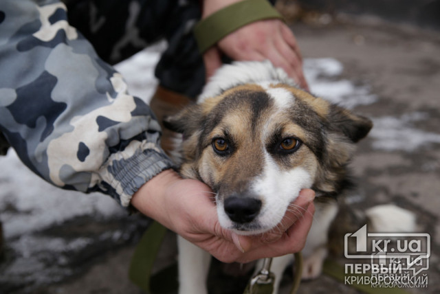 В криворожском Центре обращения с животными в 2019 году вакцинировали 1 742 собаки