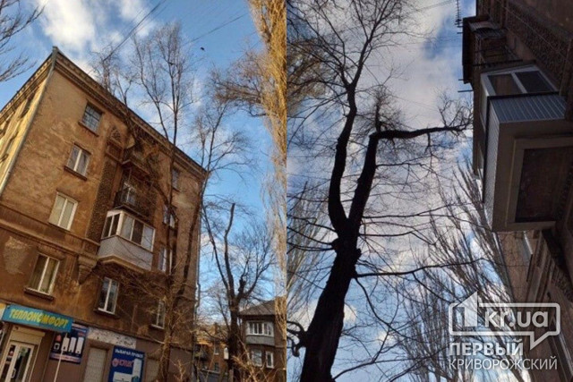 Ждут трагедии: огромная ветка дерева повисла на крыше дома и проводах