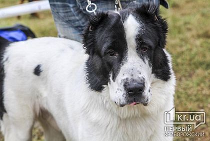 Создать в Кривом Роге круглосуточную ветклинику невозможно из-за нехватки средств и кадров