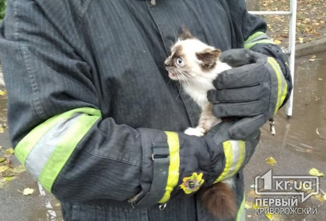 Криворожские пожарные сняли котенка с дерева
