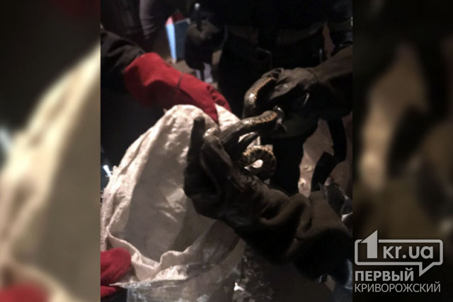 Спасатели выловили змею, которая заползла в подъезд многоэтажки