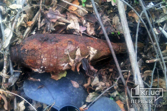 В Широковском районе грибник обнаружил взрывоопасный предмет