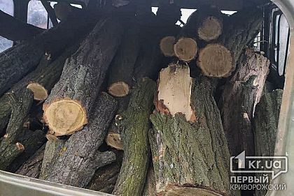 В Широковском районе трое мужчин выпиливали акацию, они задержаны