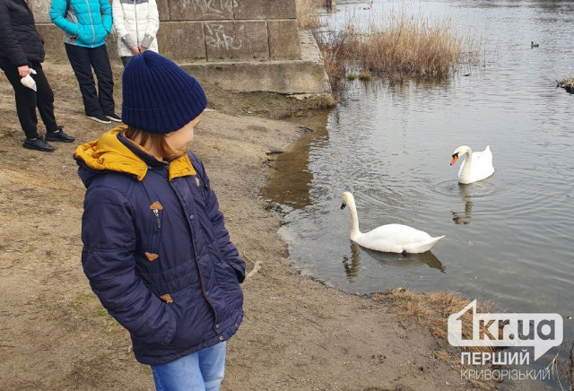 У криворізькому парку імені Мершавцева помітили пару лебедів