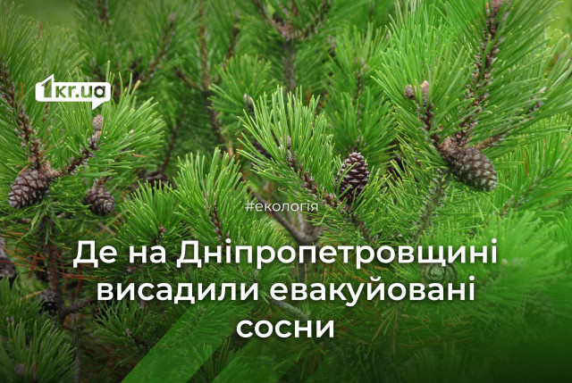 Более половины эвакуированных сосен из прифронтовых лесничеств прижились на Днепропетровщине