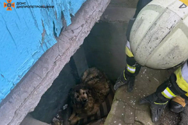 На Днепропетровщине спасатели достали из ямы собаку