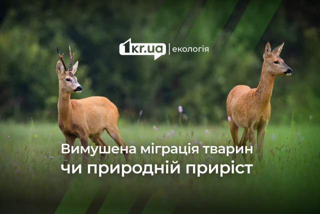 Лосі, козулі та кабани: в лісах Дніпропетровщини стало більше тварин