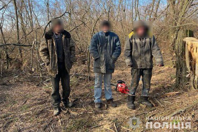 Полиция Днепропетровщины задержала 3 жителей, которые порубили деревья на 300 000 гривен