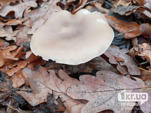 В прошлом году 9 жителей Днепропетровщины отравились дикорастущими грибами: как уберечься