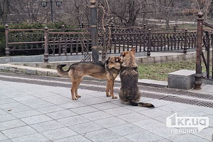 Опасность бешенства: куда криворожанам обращаться, если пострадали от контакта с животным