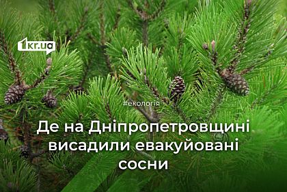 Более половины эвакуированных сосен из прифронтовых лесничеств прижились на Днепропетровщине