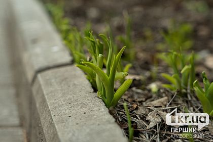 Переменная облачность без осадков: погода в Кривом Роге на неделю